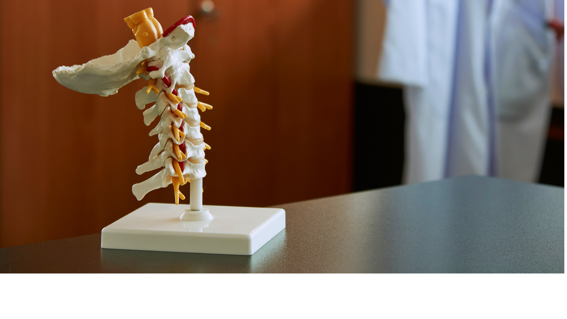 Cervical spine model